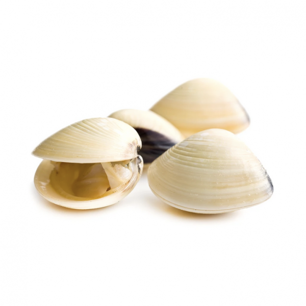 Clams whole white shell 17-22ct 10x1lb